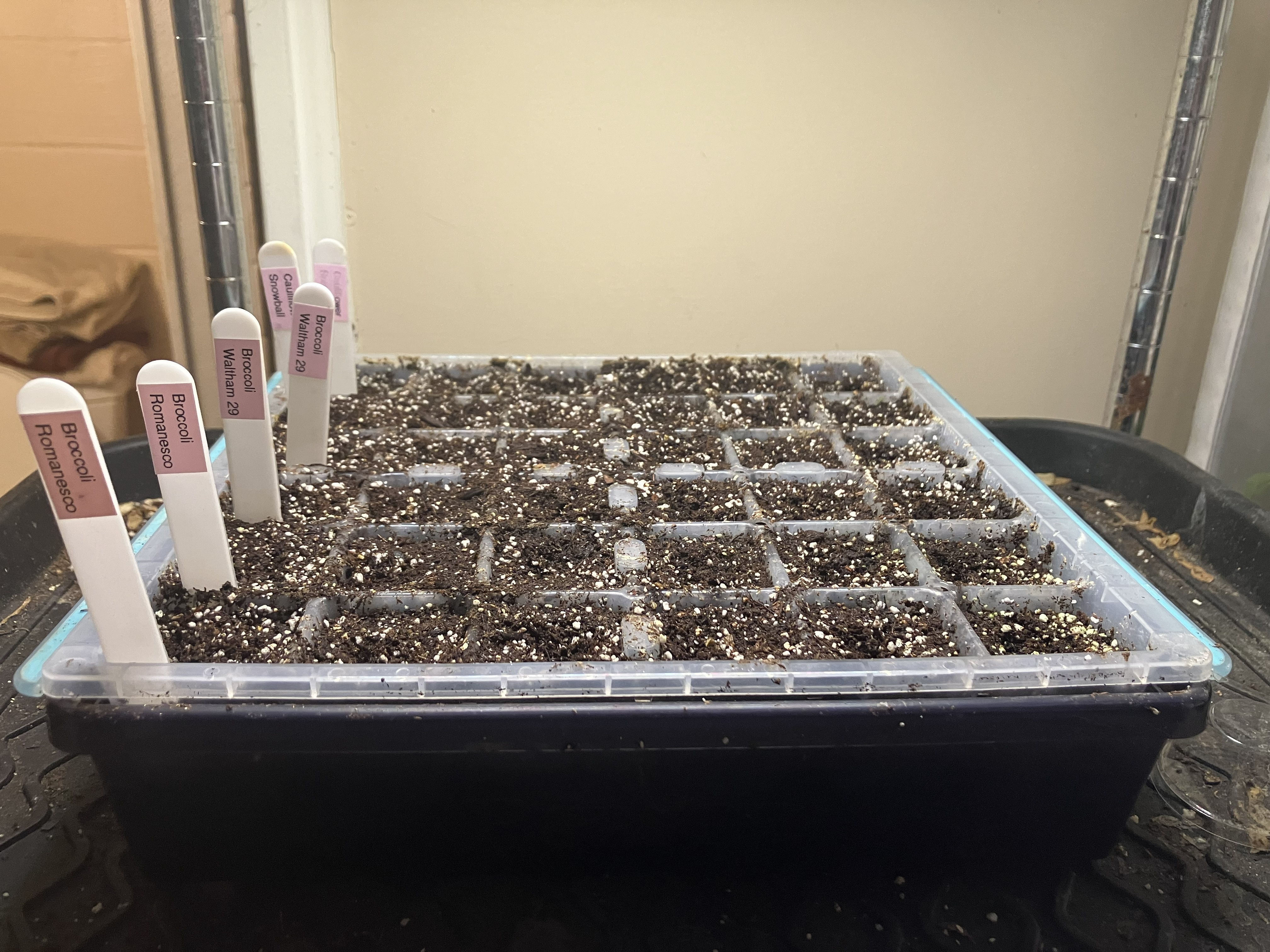 A Good Time to Start the&nbsp;Brassicas